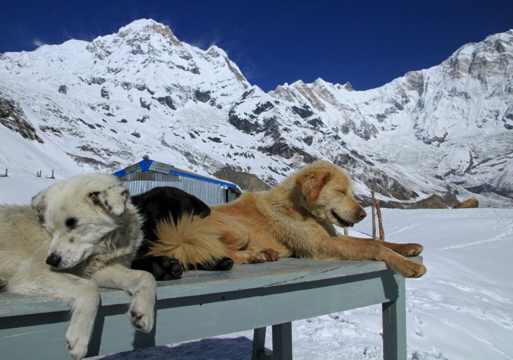 ABC trek Nepal By Mountain People