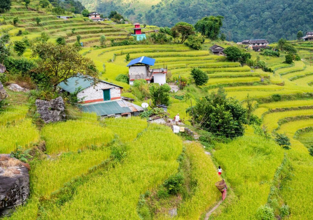 Ghandruk Annapurna By Mountain People
