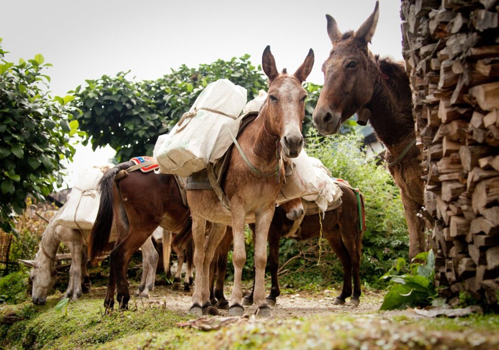 Mules Nepal By Mountain People