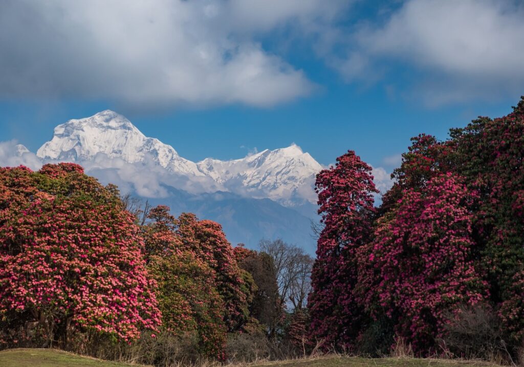 Rhododendron trek Nepal By Mountain People