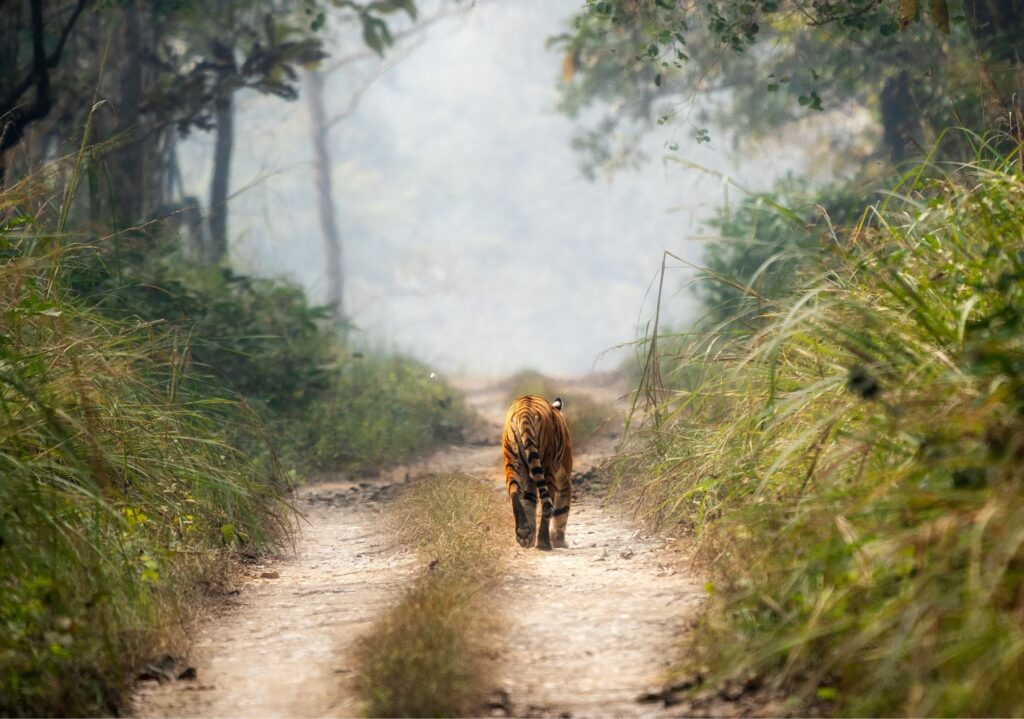 Chitwan National Park Bengal tiger Nepal–By Mountain People