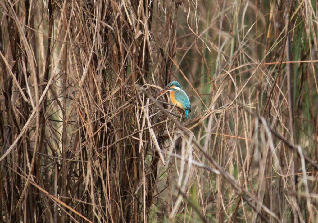 Chitwan National Park kingfisher birdwatching Nepal–By Mountain People