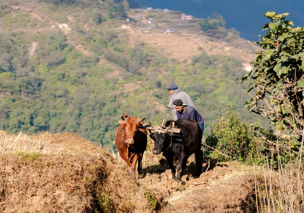 Ghandruk farming Nepal trekking–By Mountain People