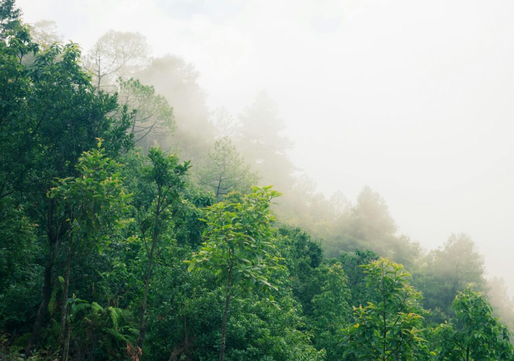 Misty forest Nepal–By Mountain People