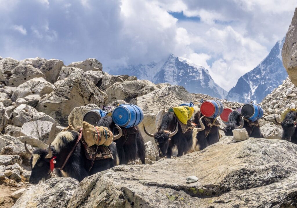 Nepal Everest Trekking yaks – By Mountain People