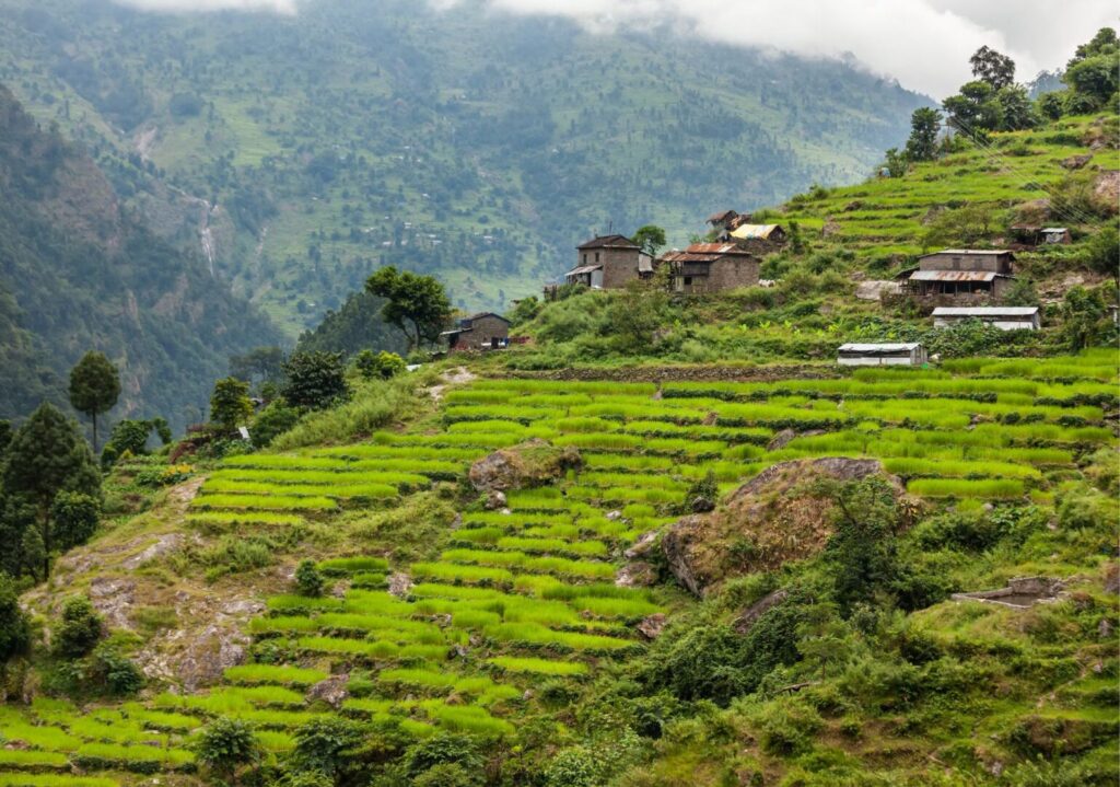 Paddy fields Manaslu–By Mountain People