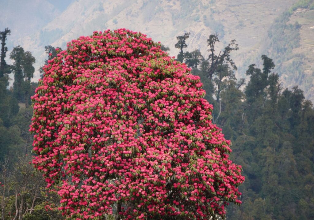 Rhododendron Annapurna Nepal
