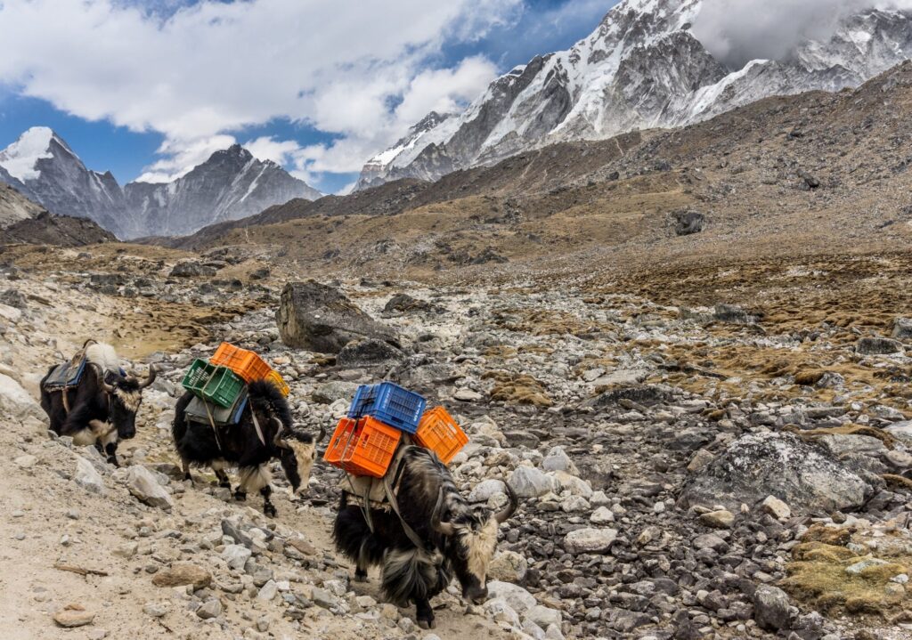 Yaks from Dingboche to Lobuche Everest–By Mountain People